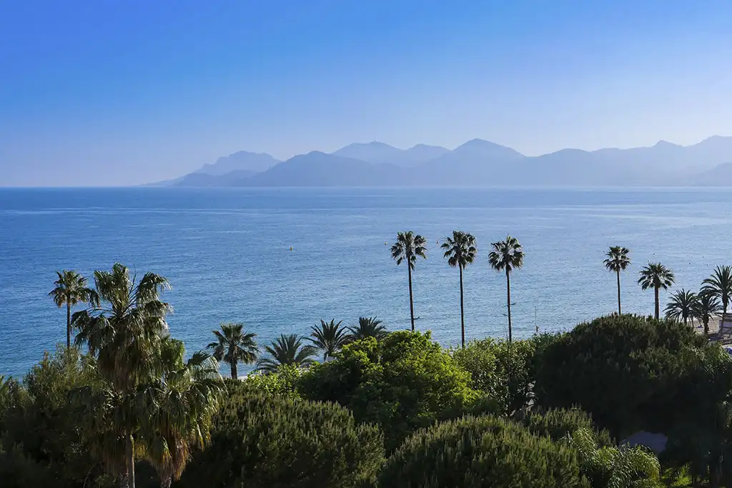 Palm trees and the bay of Cannes